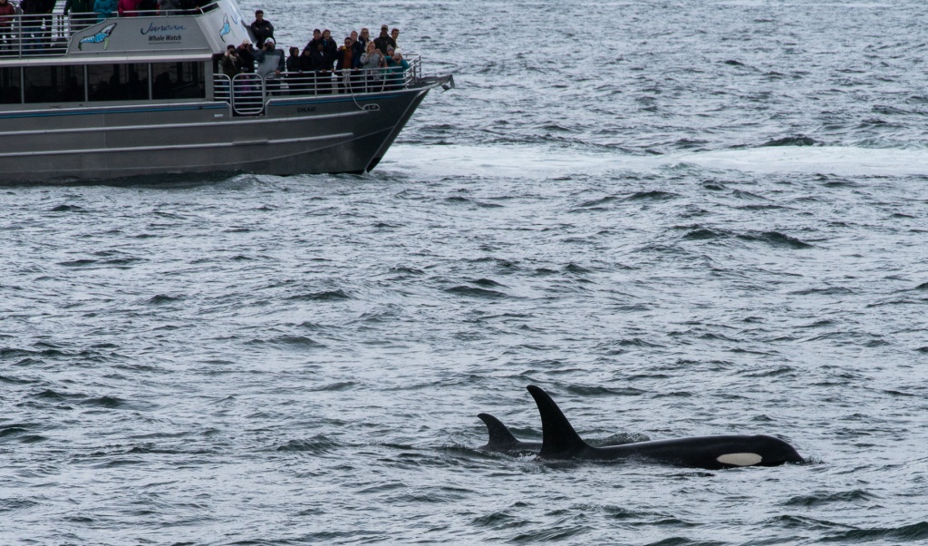 201806 Alaska-312 orcas.jpg