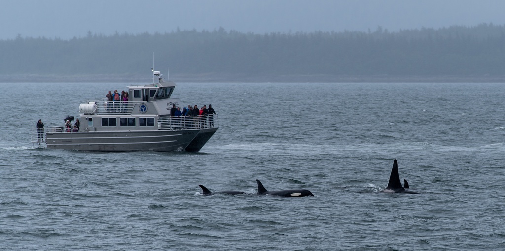 201806 Alaska-315 orcas.jpg