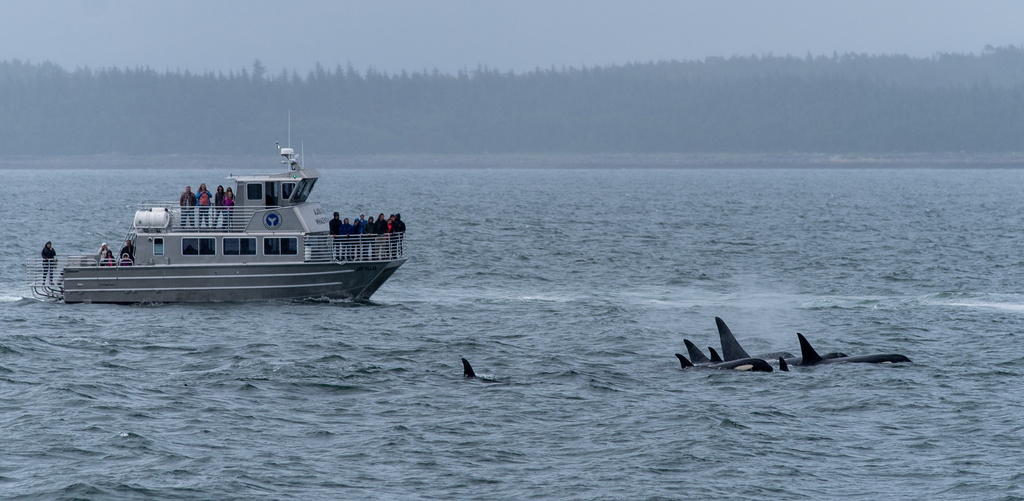 201806 Alaska-316 orcas.jpg