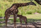 Baby giraffe Aella