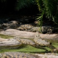 WDW2008-822