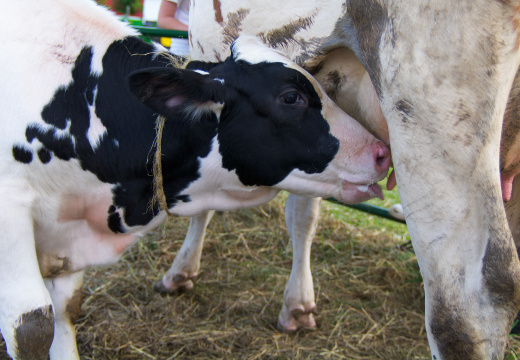 AlexanderSteamShow-100910-16