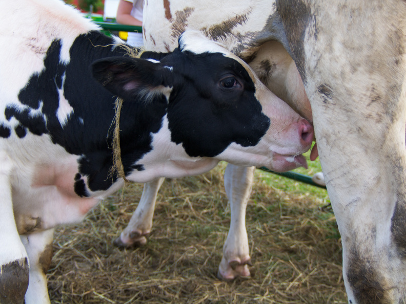 AlexanderSteamShow-100910-16