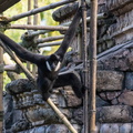 WDW2014-452