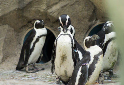 SenecaParkZoo201309-01