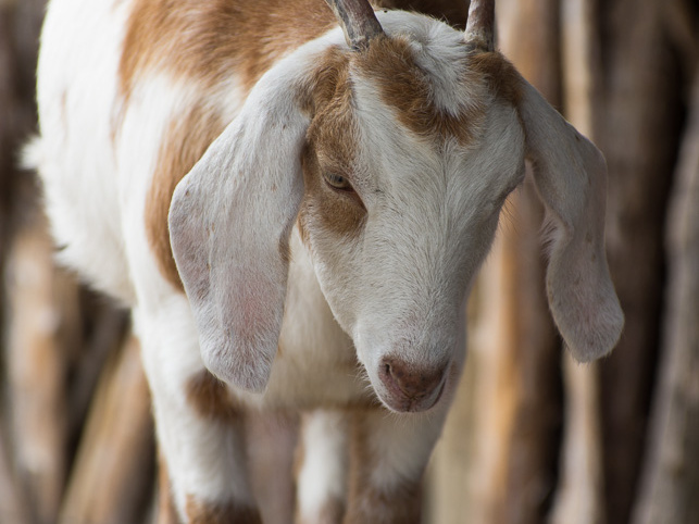 SenecaParkZoo201309-03