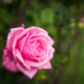 201310SonnenbergGardens-09