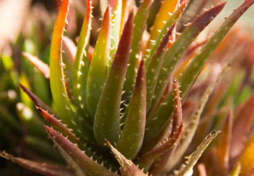 SonnenbergGardens2012-21