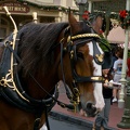 WDW2007-264