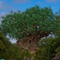 WDW2007-346