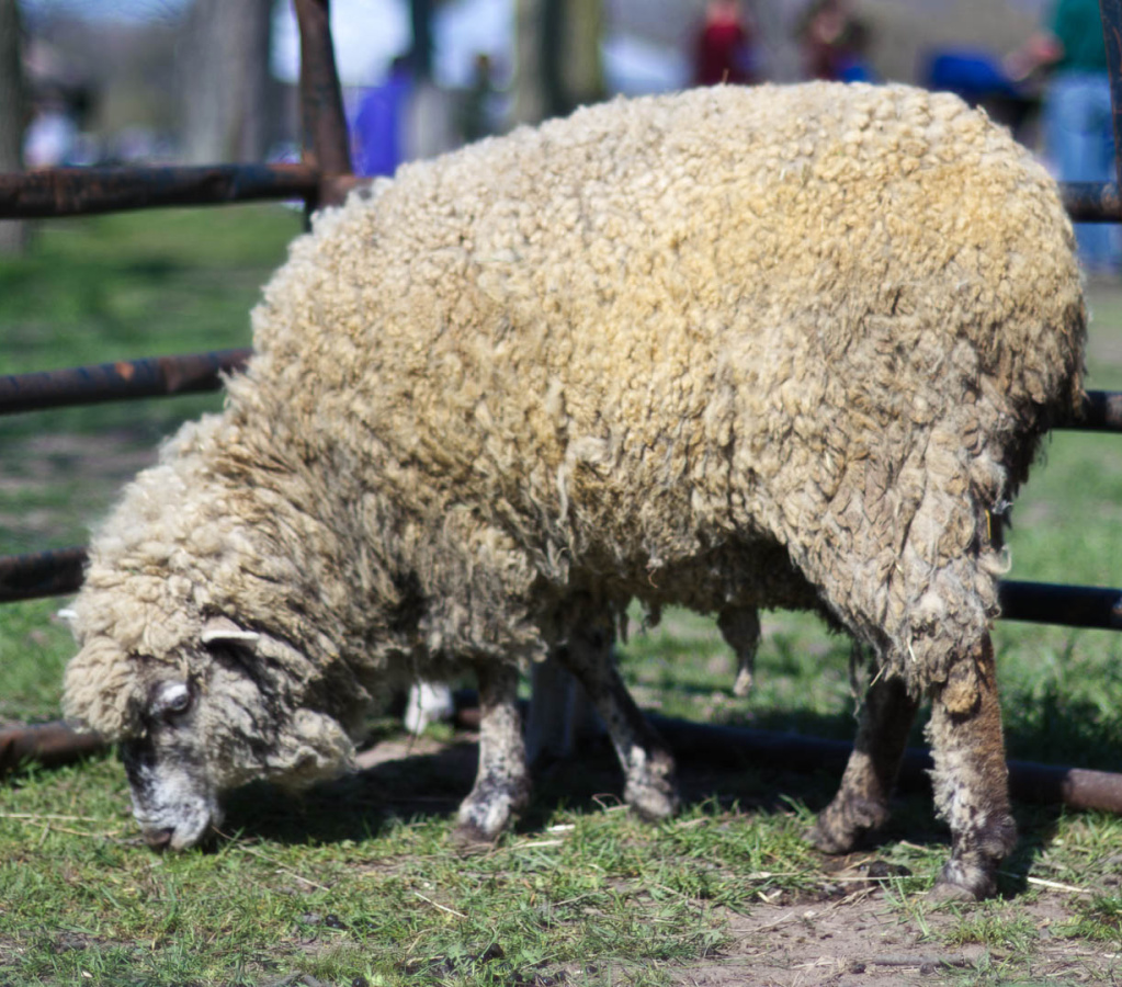 OldFashionedDay2009-05