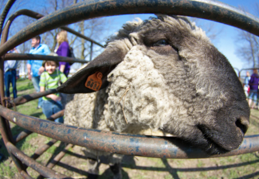 OldFashionedDay2009-06