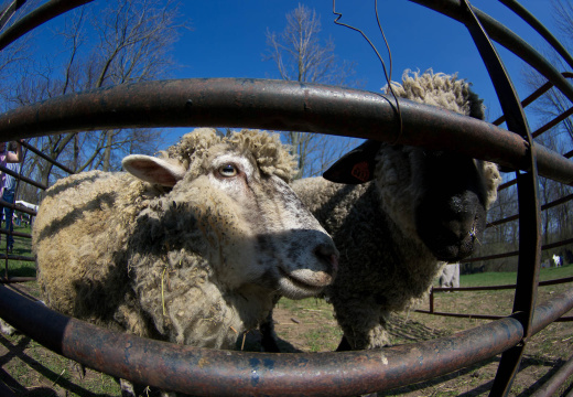 OldFashionedDay2009-07