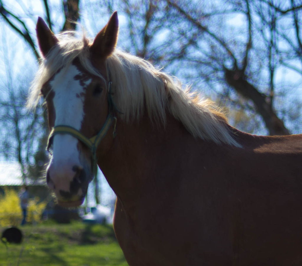 OldFashionedDay2009-14