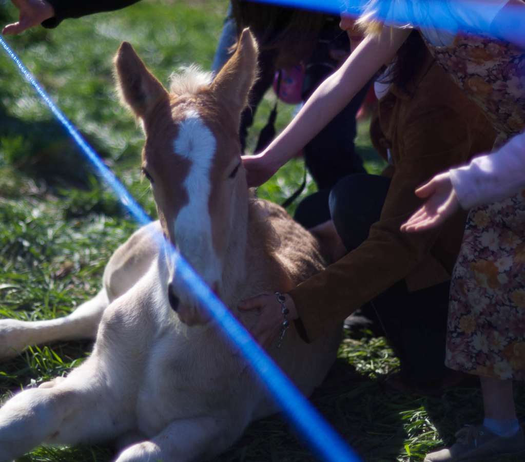 OldFashionedDay2009-15