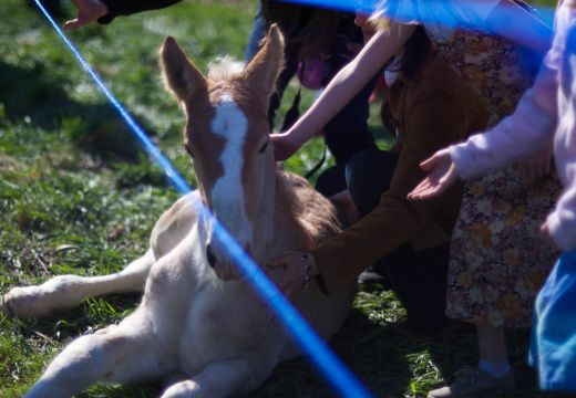 OldFashionedDay2009-15