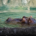 WDW2011-443