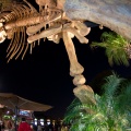 WDW2011-532