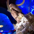 WDW2011-535.jpg