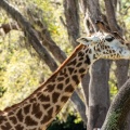 WDW201803-024