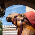 WDW201803-487