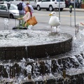 Pelican the seagull