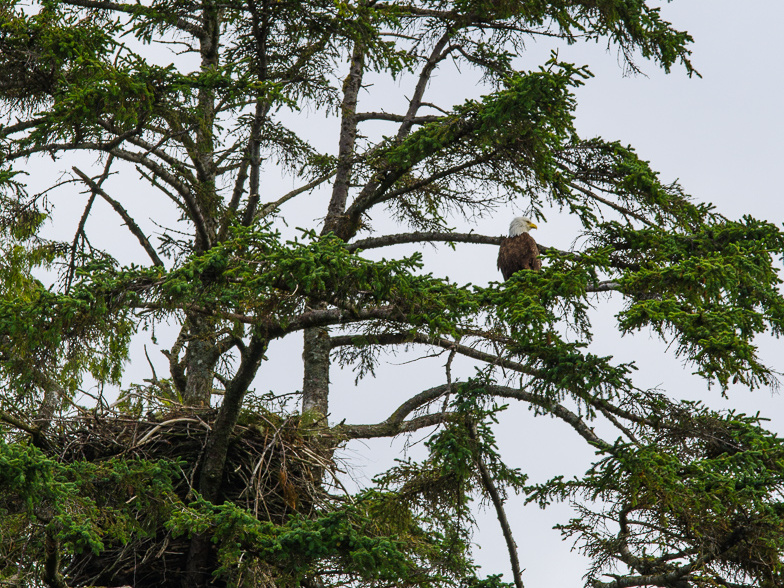 bald eagle and nest