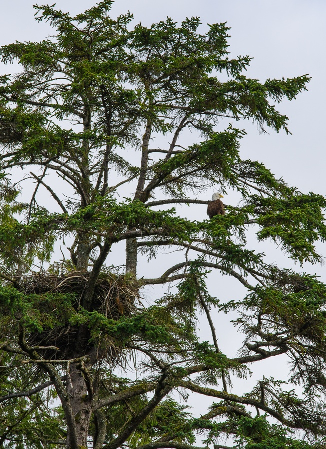 201806 Alaska-119 bald eagle and nest.jpg