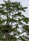 bald eagle and nest