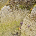 sea stars