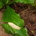 banana slug
