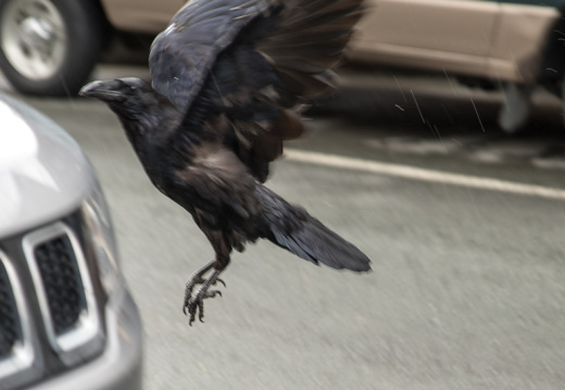 crow landing on Jeep