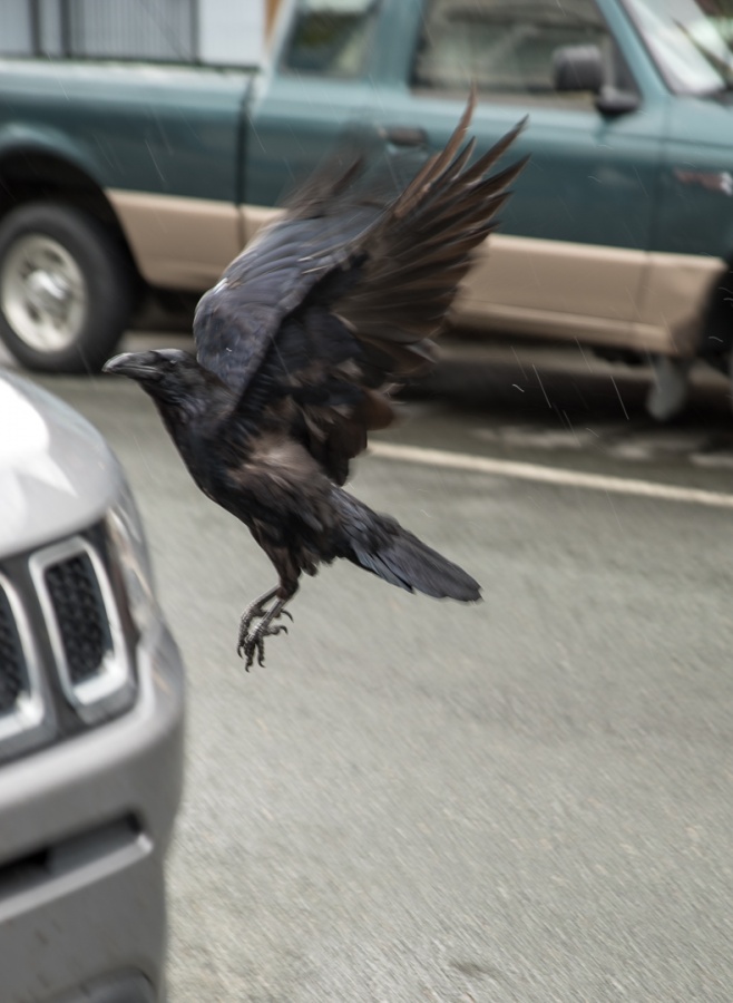 201806 Alaska-258 crow landing on Jeep.jpg