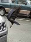 crow landing on Jeep