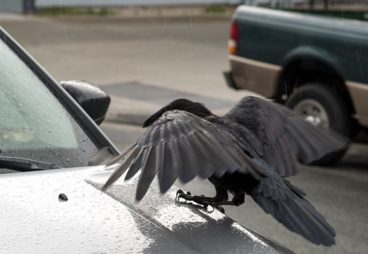 crow landing on Jeep