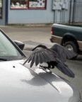 crow landing on Jeep