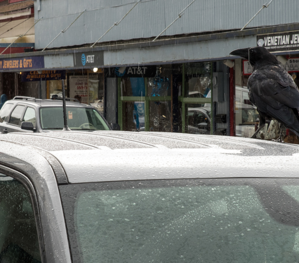 crow landing on Jeep