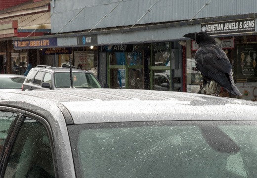 crow landing on Jeep