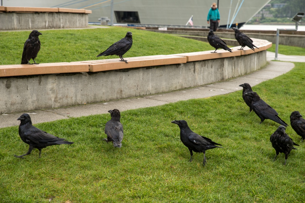 201806 Alaska-271 ravens.jpg