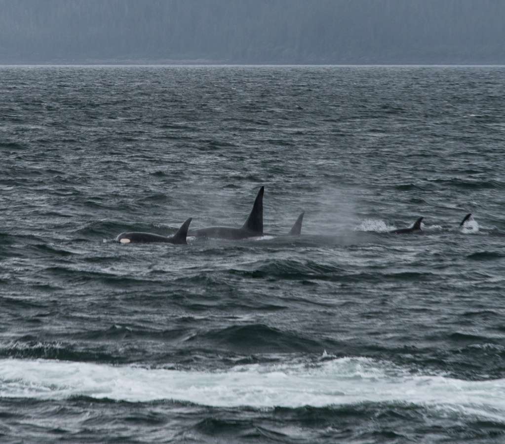 orcas