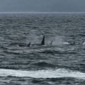orcas
