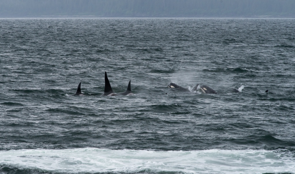 201806 Alaska-304 orcas.jpg