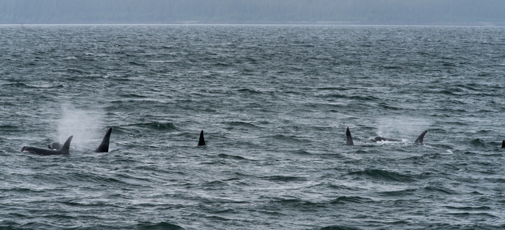 201806 Alaska-305 orcas.jpg