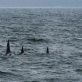 orcas