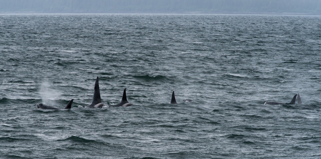 201806 Alaska-306 orcas.jpg
