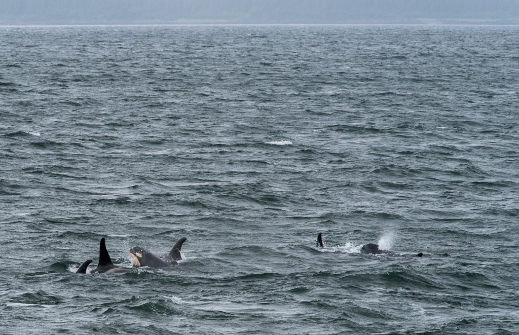201806 Alaska-307 orcas.jpg