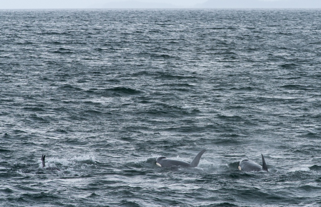 201806 Alaska-308 orcas.jpg