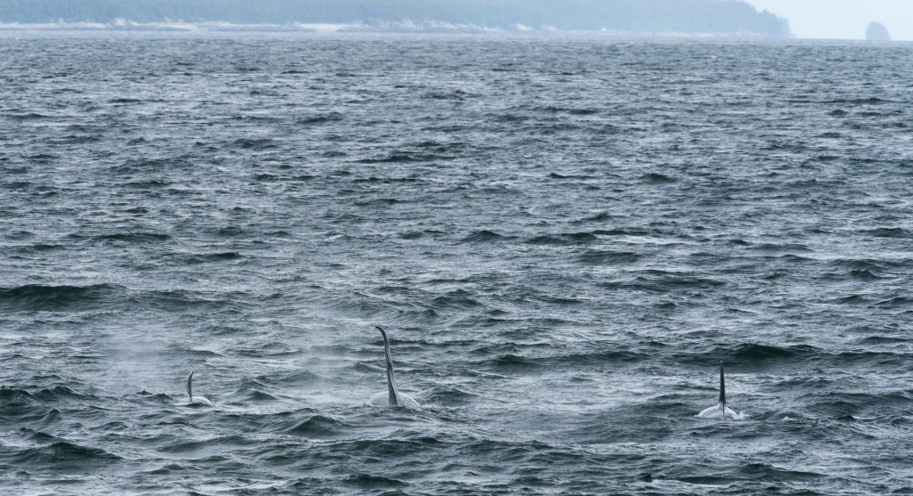 201806 Alaska-309 orcas.jpg