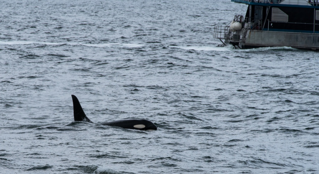 201806 Alaska-310 orcas.jpg