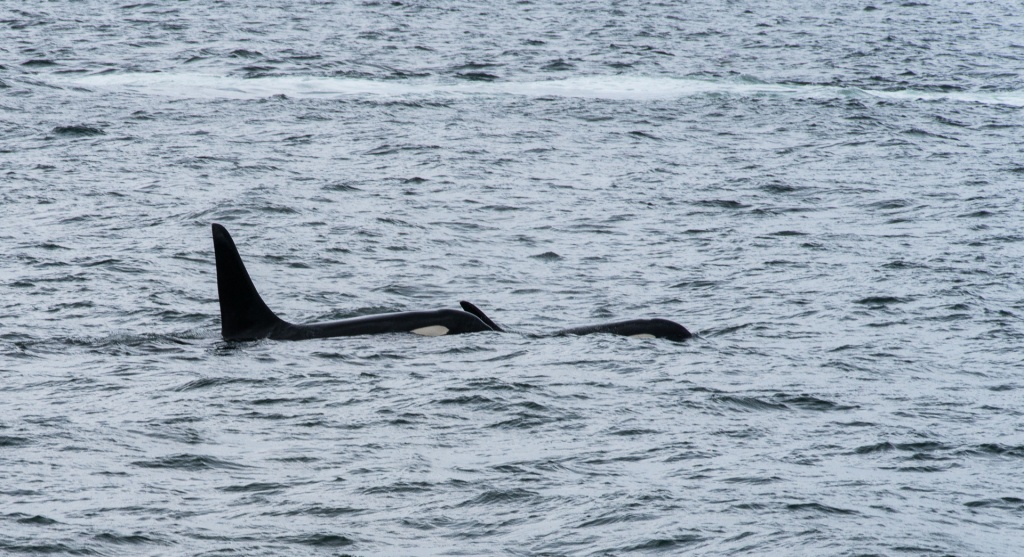 201806 Alaska-311 orcas.jpg